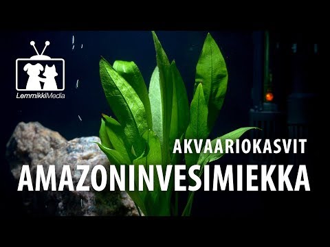 Video: Akvaariokasvien kasvattaminen - Akvaariokasvien kasvattaminen