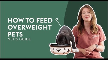 How To Feed Overweight Pets · Vet