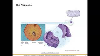 BIO125 Chapter 4 part 1