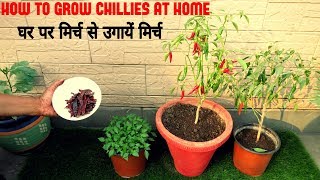 How to grow Green chilli plant in pot | Grow green chilli plant | Chillies | हरी मिर्च कैसे उगाएं