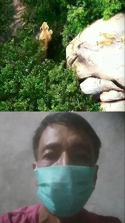 nasib sial singa akibat di serang burung hantu