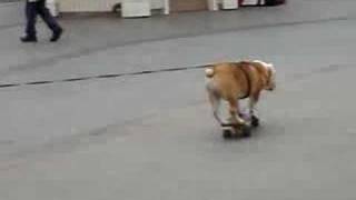 Tyson The Skateboarding Dog