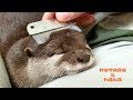 Otters combed