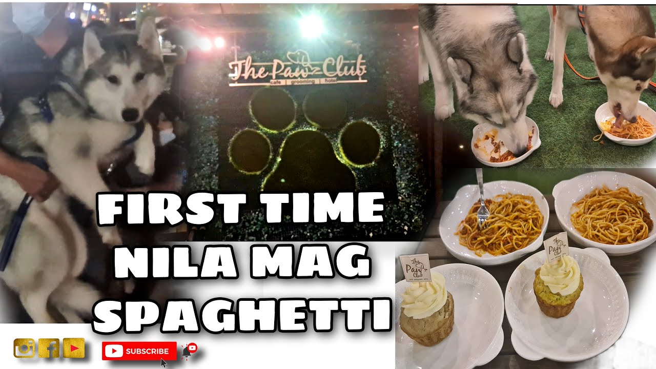 Husky Spaghetti WEEKEND GALA WITH MY 2 HUSKIES AT THE PAWCLUB PHILIPPINES (FIRST TIME ...