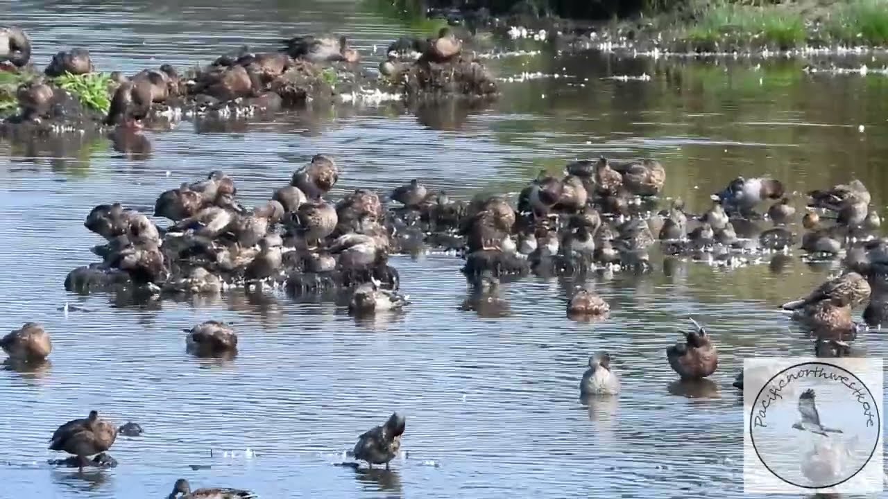 Molting ducks......get the zoomies.