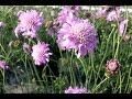 Best perennials for sun  scabiosa pink mist pincushion flower