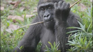 Gorillas At The Smithsonians National Zoo