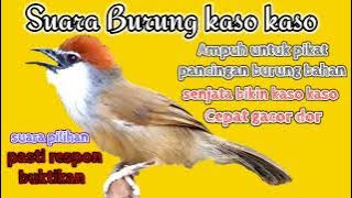 suara burung kaso kaso berkicau sangat cepat dan jitu bikin burung kaso kaso bakalan jadi ikut gacor