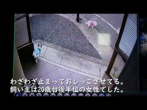 ペットのおしっこ問題 迷惑糞尿被害 犬 猫の糞尿対策 トラブル防止 モラルを守りましょう Youtube