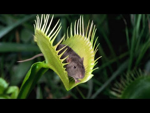 هذا الفأر سوف يقضي بواسطة هذا النبات المفترس..مشهد لا يصدق / الحياة البرية في عالم الحيوان