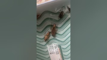 Checking a Hoy Hoy Trap   German Cockroach treatment, Luton   Made with Clipchamp