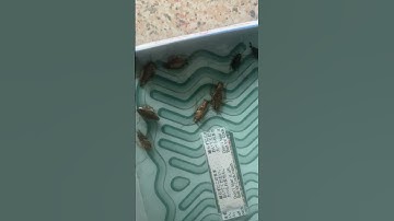 Checking a Hoy Hoy Trap   German Cockroach treatment, Luton   Made with Clipchamp