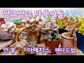 분홍분홍 다육이들 분갈이 합니다! 아메치스, 펜다드럼, 연봉 多肉植物 Korean succulents