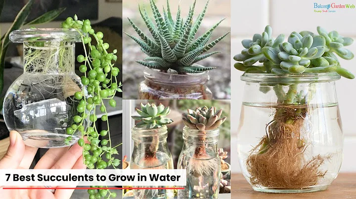 7 Best succulents to grow in water - DayDayNews