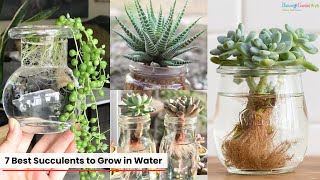 7 Best succulents to grow in water