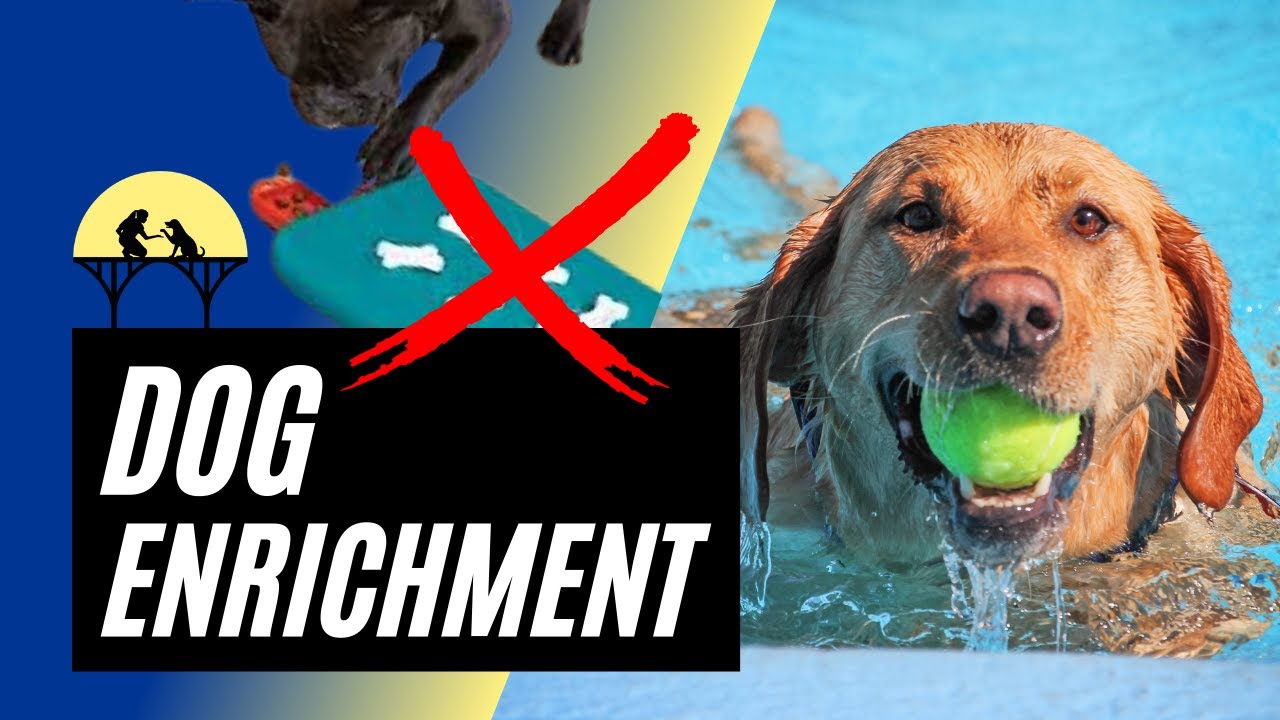 Dog Enrichment Explained (it's MORE than just food puzzles) 