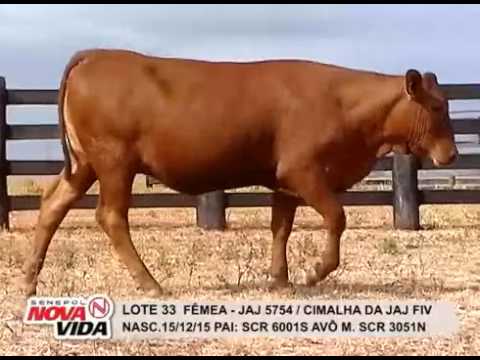 LOTE 33 Novilha Cimalha da  JAJ FIV