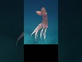 Criaturas abisales: la "carpa de circo" de los Cirroteuthidae