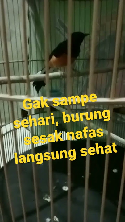 gak sampe sehari, cuma hitungan jam, burung sesak nafas auto sembuh