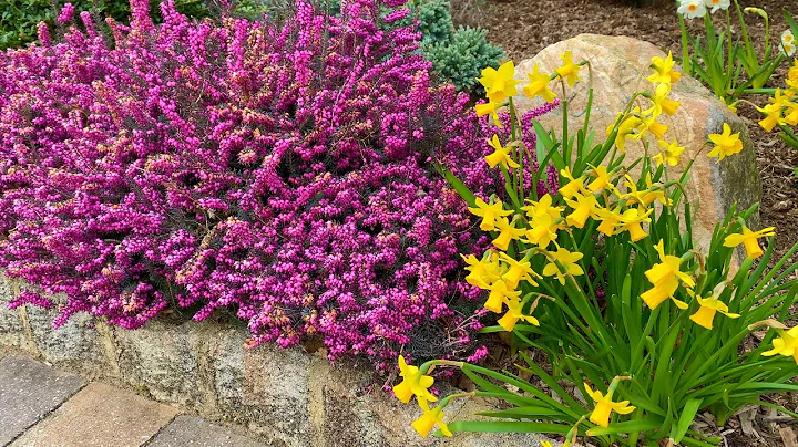 Kramer's Red Winter Heath (blooms January through ...