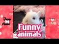 Funny videos 💕 funny animals compilation 2017 💕 Laugh and die