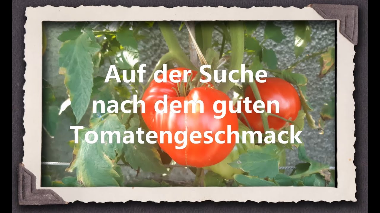 Auf der Suche nach dem guten Tomatengeschmack