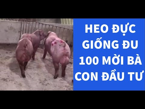 Video HEO ĐỰC ĐU 100 MỜI BÀ CON ĐẦU TƯ #shorts - youtube
