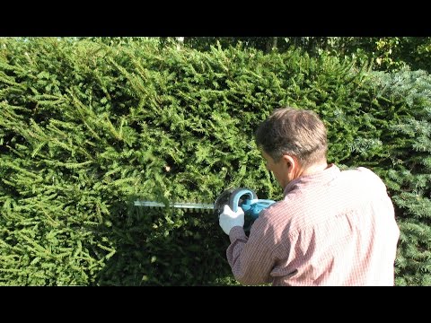 Стрижка живой изгороди. Ландшафтный дизайн. Цветы и хвойные в саду.