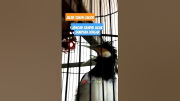 [asmr] Jalak Suren Gacor Terapi Jalak Suren Macet, Jalak Suren Muda Agar Gacor #jalaksurengacor