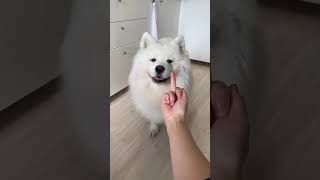 Watch the reaction of my dog when you abuse him 