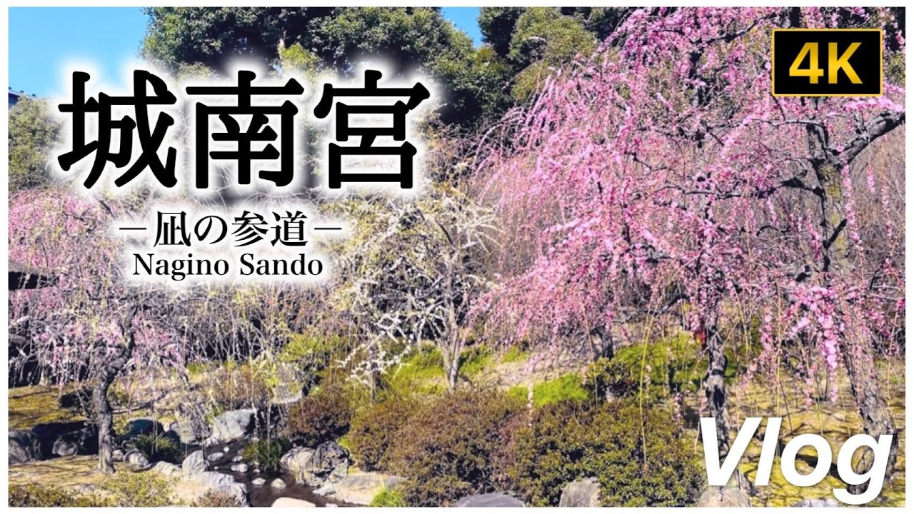 【4K 京都Vlog】城南宮の神苑へ｜しだれ梅と椿｜2026.02.21｜