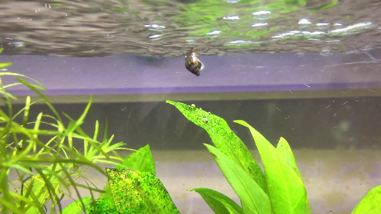Assassin Snails Baby Red Cherry Shrimp YouTube