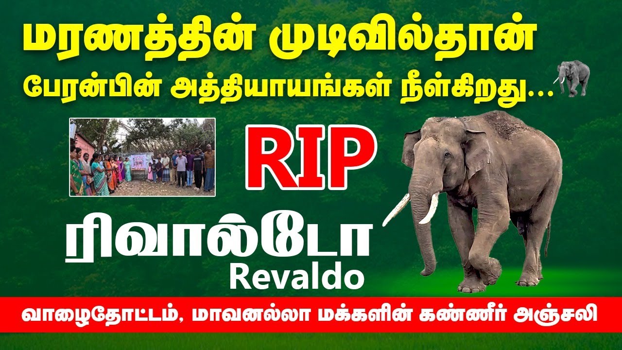 RIP REVALDO♥️🐘😢பிரியா விடைகொடுக்கிறோம் எங்கள் பிரியமானவனே-வாழைதோட்டம் மாவனல்லாமக்களின் கண்ணீர்அஞ்சலி