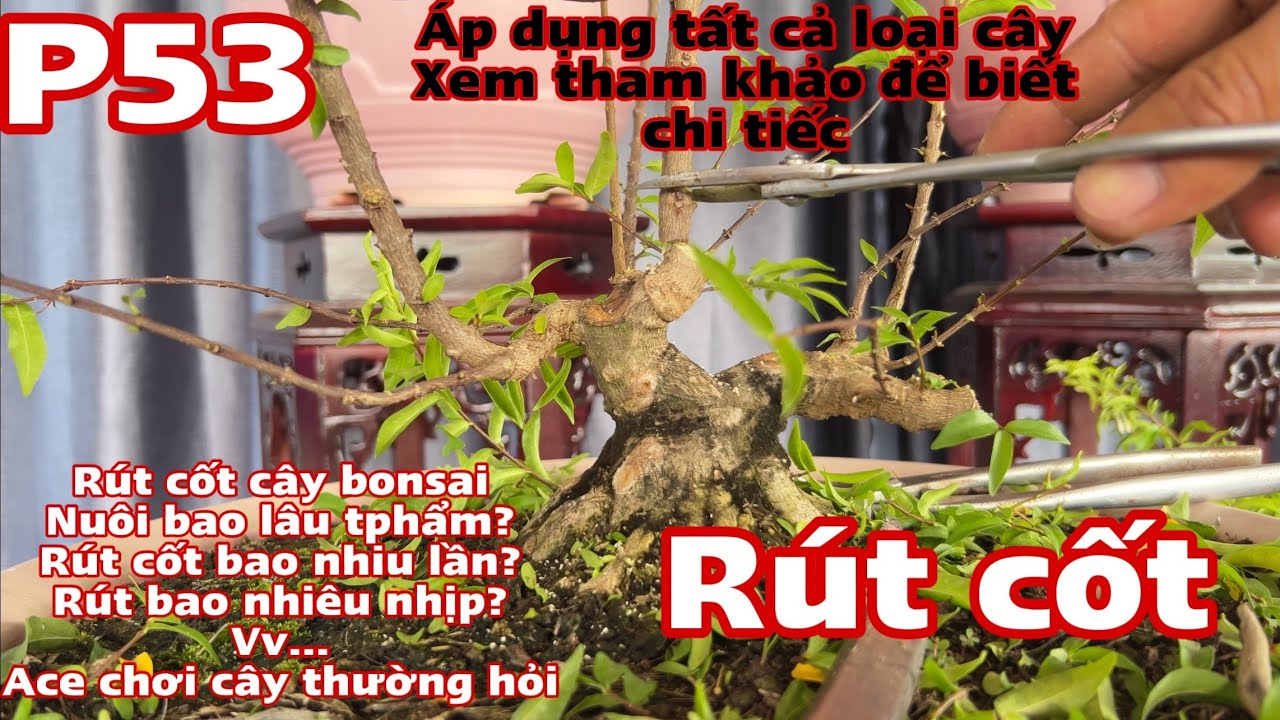 sửa kiểng bonsai p53 |  sửa cành lần 3 cho cây bonsai - nuôi cây nhanh thành phẩm