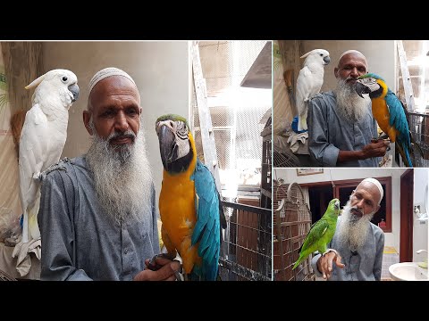 Exotic Parrots Macaw Cockatoo Amazon Grey Parrot