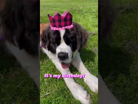 Vidéo: Chiens en fête #TongueOutTuesday