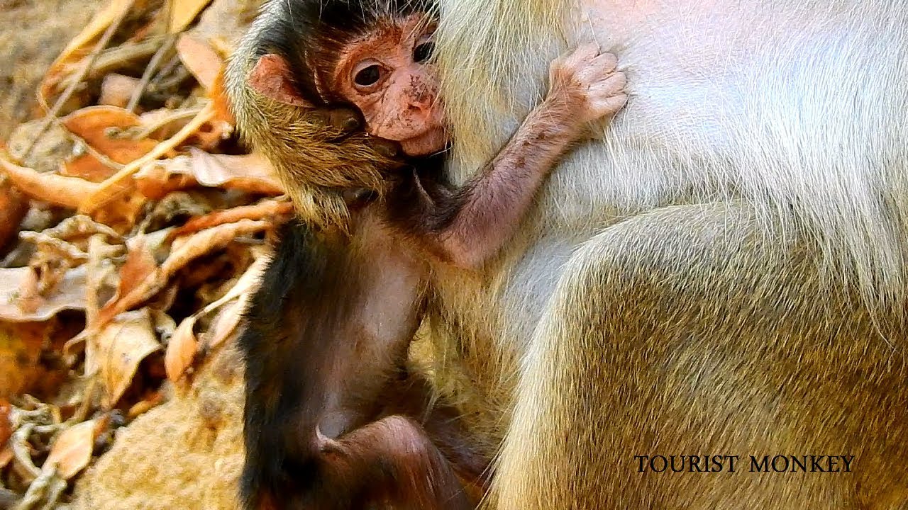 Newborn monkey face look so weak, Very pity newborn monkey, Baby Nelson in Mila troop