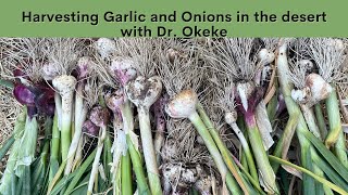 Harvesting Garlic and Onions in the Desert with Dr. Okeke