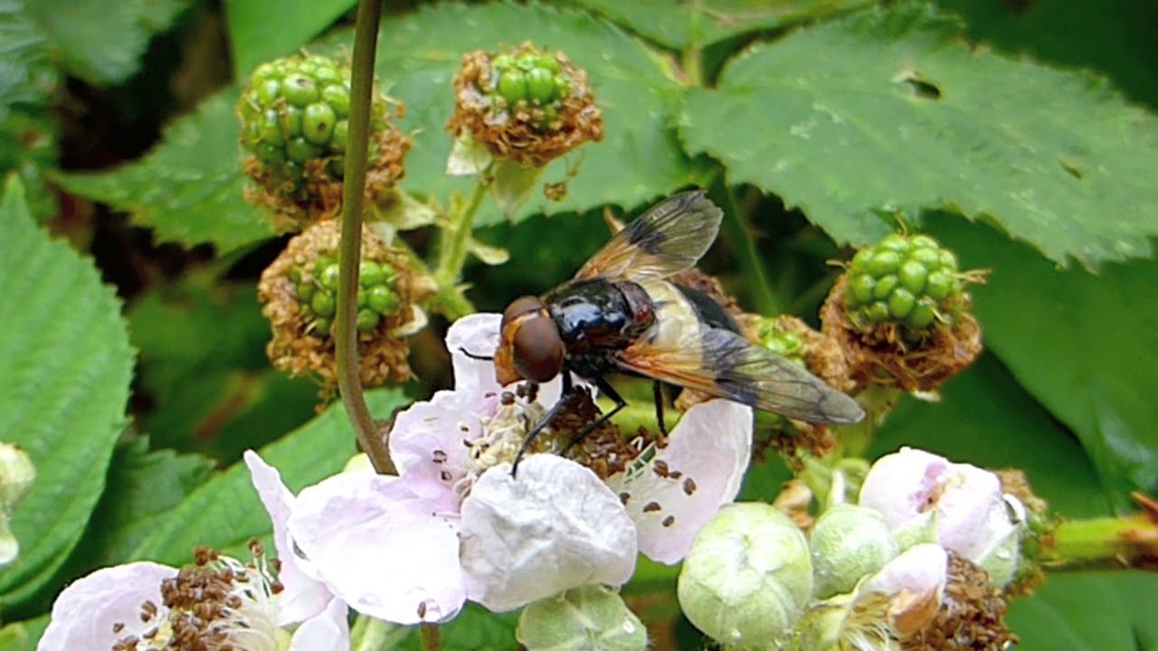 Pellucid Fly Volucella Pellucens