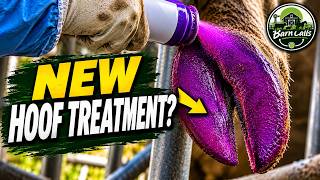 A NEW Way to Treat Cow Hooves?!  | Real Farm Vet Work