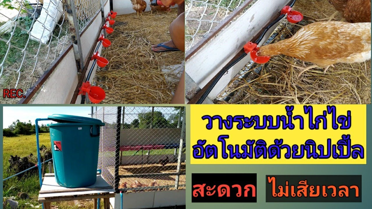 วางระบบน้ำไก่ไข่ อัตโนมัติด้วยนิปเปิ้ล ให้น้ำไก่