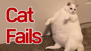 Funny | Meme | Fails Cat Compilation #36 by My Lovely Cat 139 views 3 years ago 5 minutes, 37 seconds