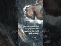 سلطنة عُمان : تسرب نفطي ضخم يهدد محمية طبيعية في جزيرة القبلية