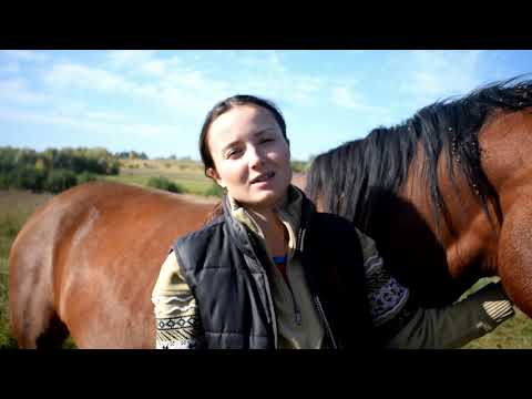 В каком возрасте крыть кобылу. Чем кормить беременную кобылу. Какую верховую нагрузку ей давать