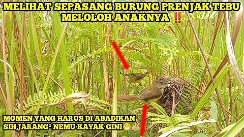 Melihat sepasang burung prenjak tebu||prenjak meong meloloh anaknya ‼️