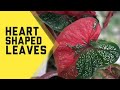 Heart shaped leaves help me name them please