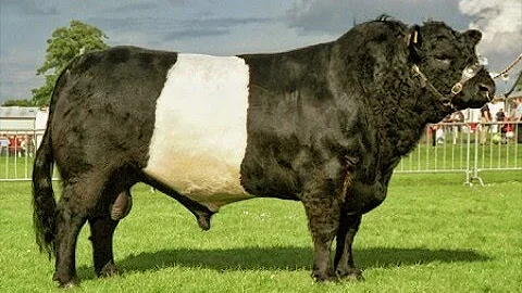 Belted Galloway bulls