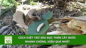 Cách diệt trừ sâu đục thân cây bưởi nhanh chóng, hiệu quả nhất | VTC16