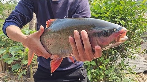 Đặc sản Cá Thần Hạ Thành trả 20 triệu chị Trâu chửa thoát. Nguyễn Tất Thắng