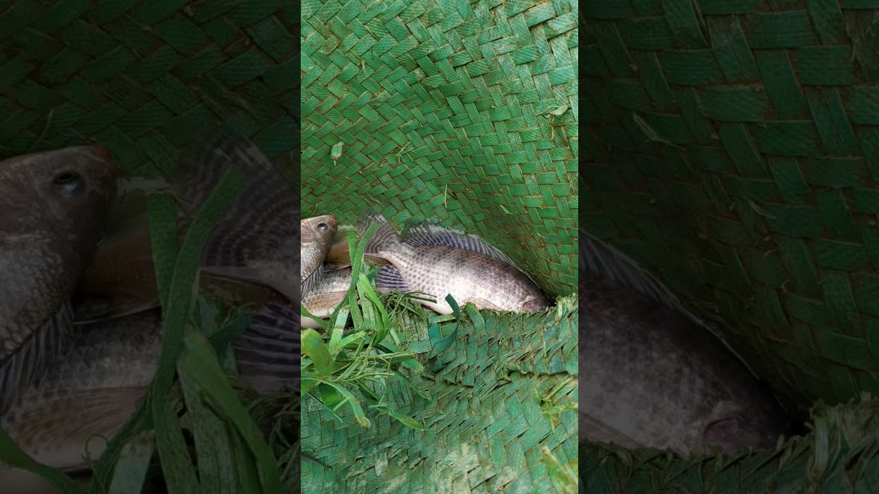 MENANGKAP IKAN DI SUNGAI KAHAYAN PAKAI JEBAKAN BESAR.. IKANNYA BESAR